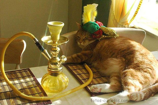 El verdadero gato persa