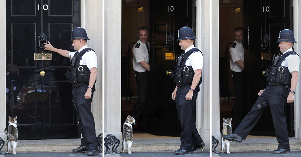 Larry 10 Downing Street