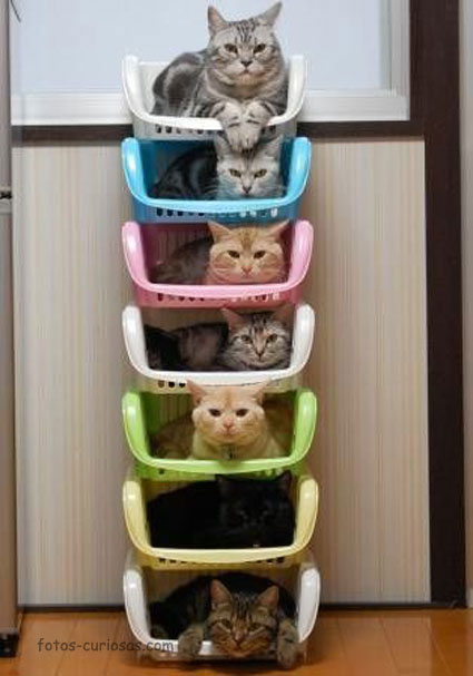 Pila de gatos