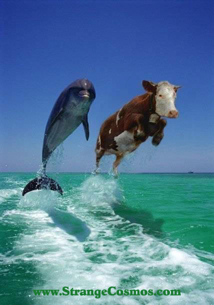 Delfin y vaca