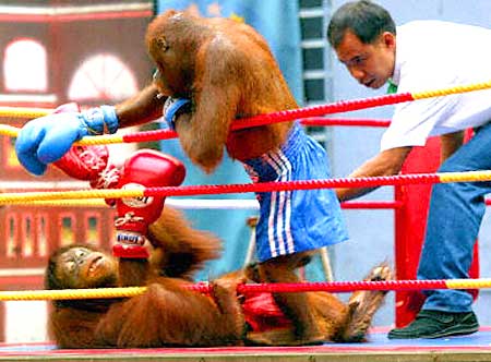 Combate de monos