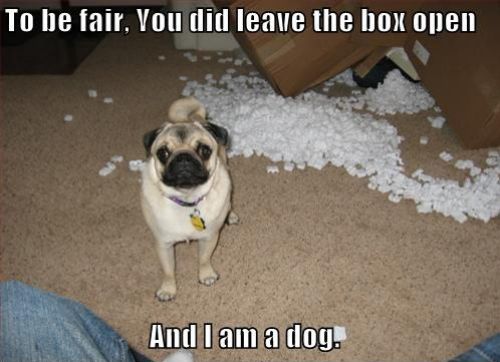 Hay que ser justo-Dejaste la caja abierta-Y soy un perro