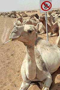 Camello fumador
