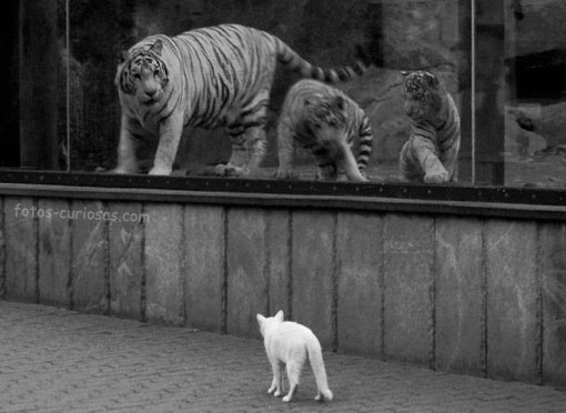 Tigres y gato