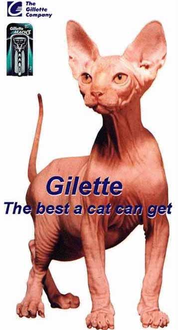Gato Gilette