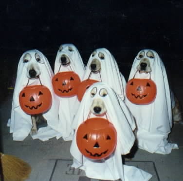 Perros de Halloween