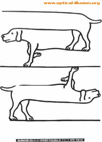 dog illusion