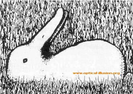 rabbit duck illusion