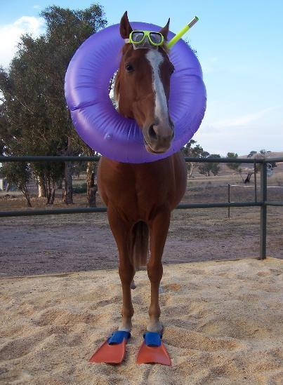 Caballo nadador