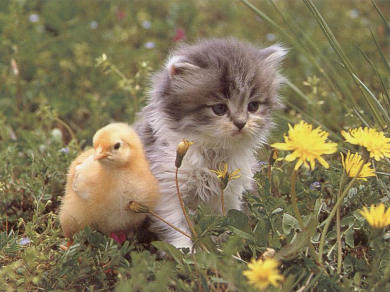 Gato y patito