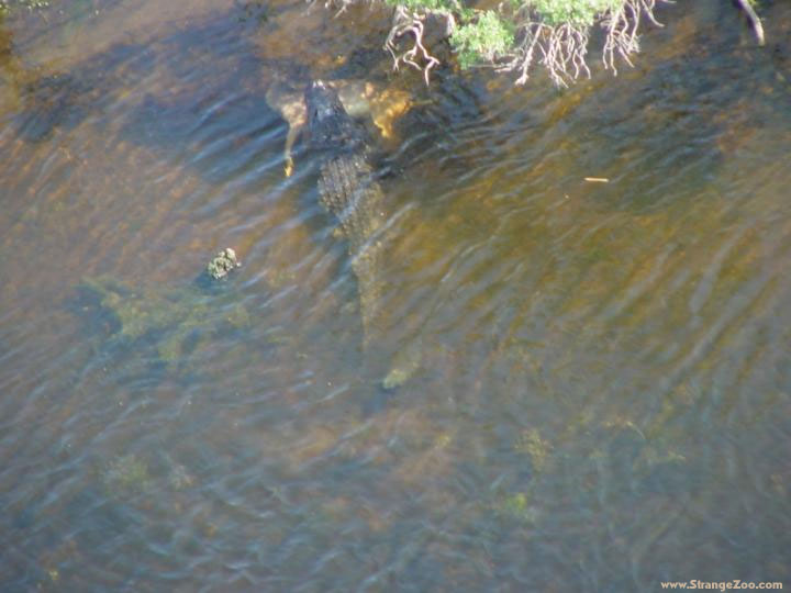 Cocodrilo y presa