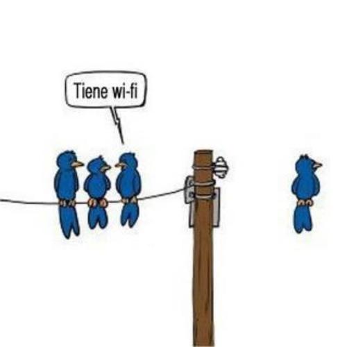 Ave con Wi-fi