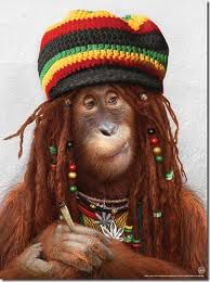 Orangutan rastafari