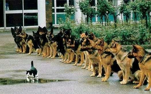 Gato valiente
