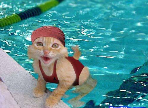 Gato nadador