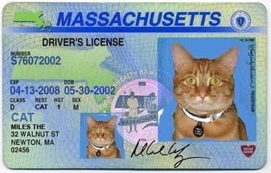 El carnet de conducir de Miles el gato