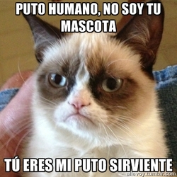 El gato malhumorado 08