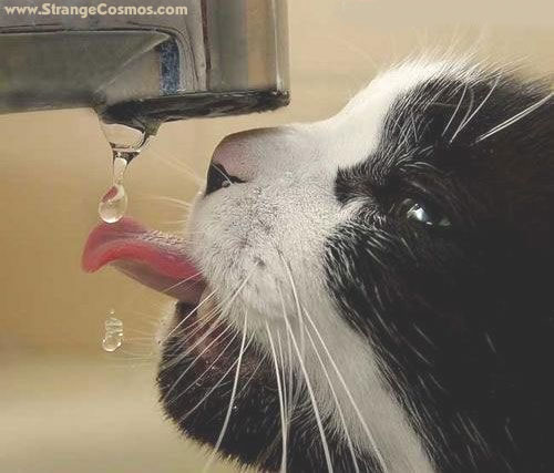 Gato con sed
