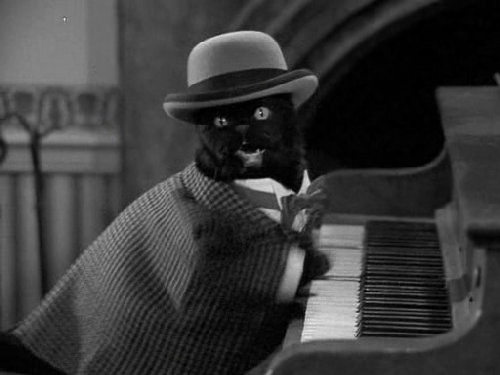 Gato pianista