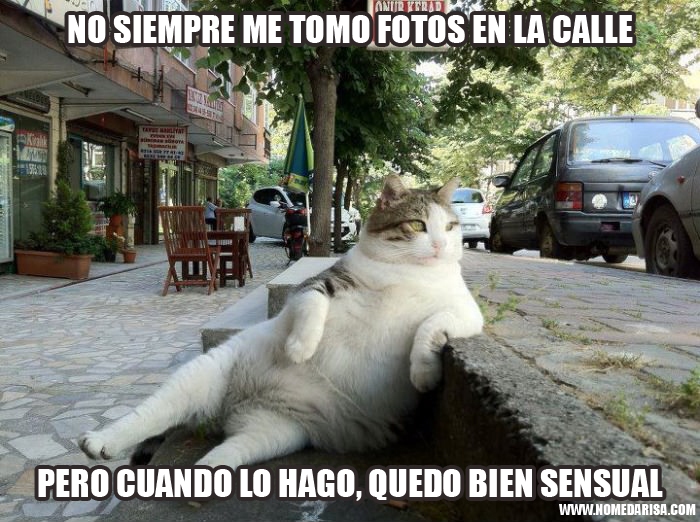 Gato sentado