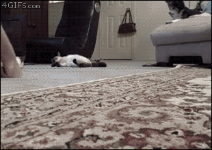 Gato y alfombra