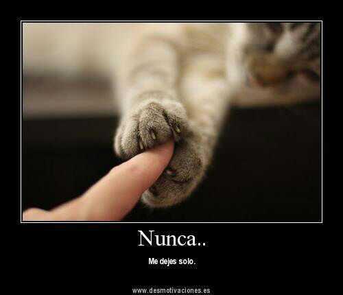 Gato y dedo