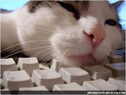 Gato y teclado