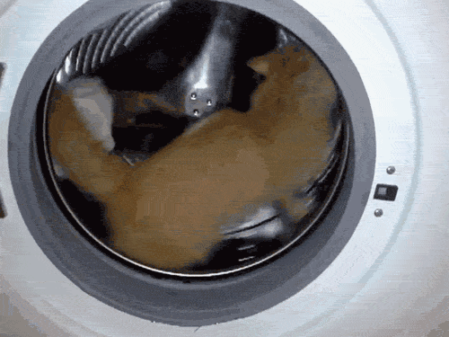 Gatos en la lavadora