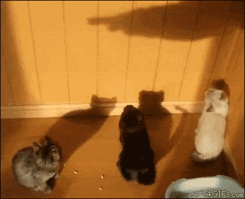 Gatos y sombra