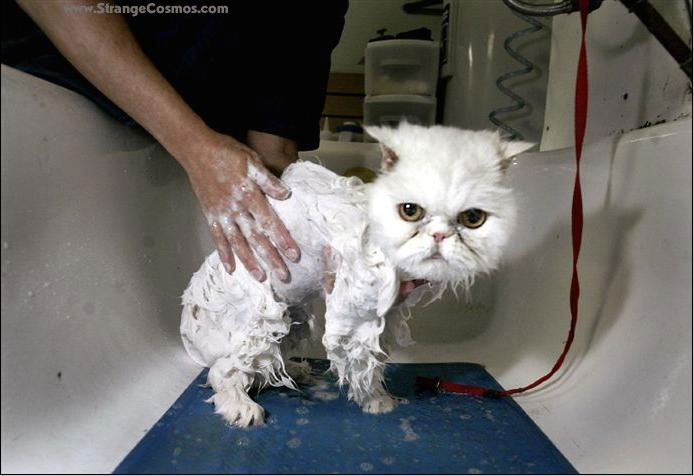 Lavando el gato