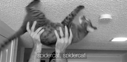 Spidercat