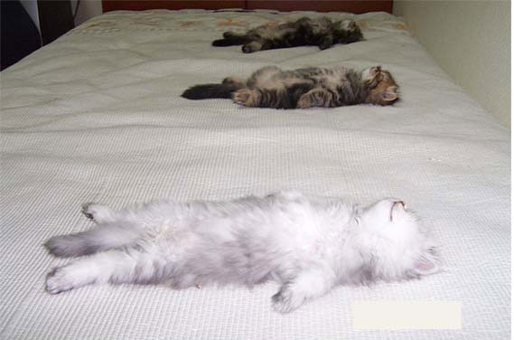 gatos dormilones