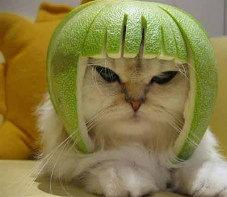 limecat