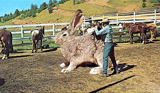 Conejo gigante