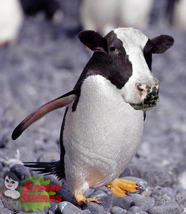 Pinguino vaca