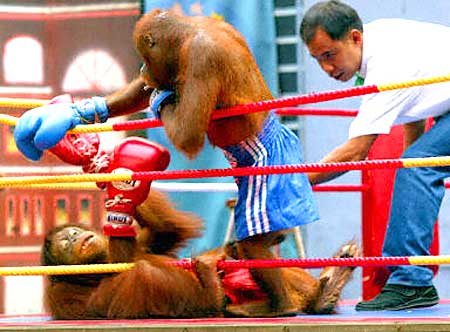 Combate de monos