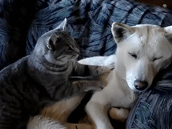 Gato masajea a perro