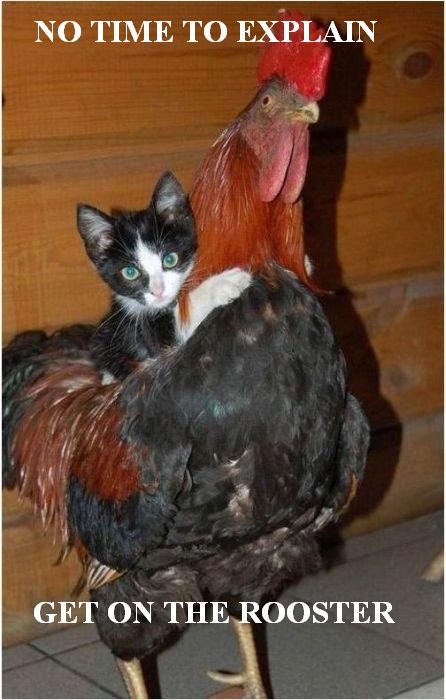 Gato y gallo