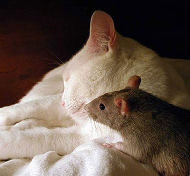 Gato y ratoncillo