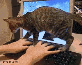Gato y teclado