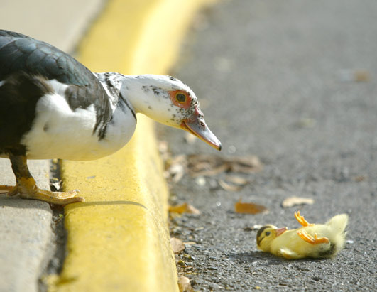 Pata patito