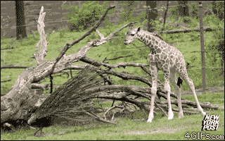 Pavo-real y jirafa
