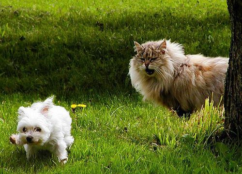 Perrito y gatazo