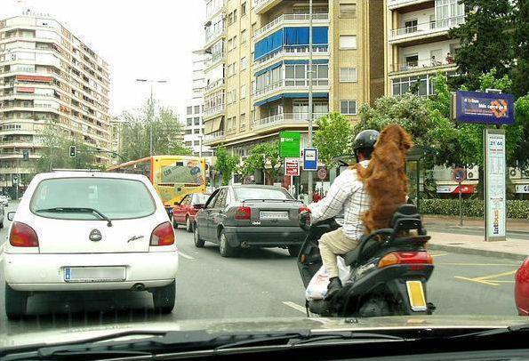 Perro de paquete