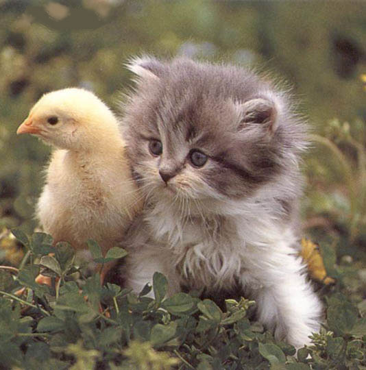 Pollito y gatito