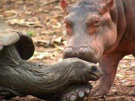 Tortuga e hipopotamo 2