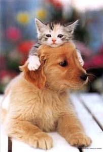 cat and dog