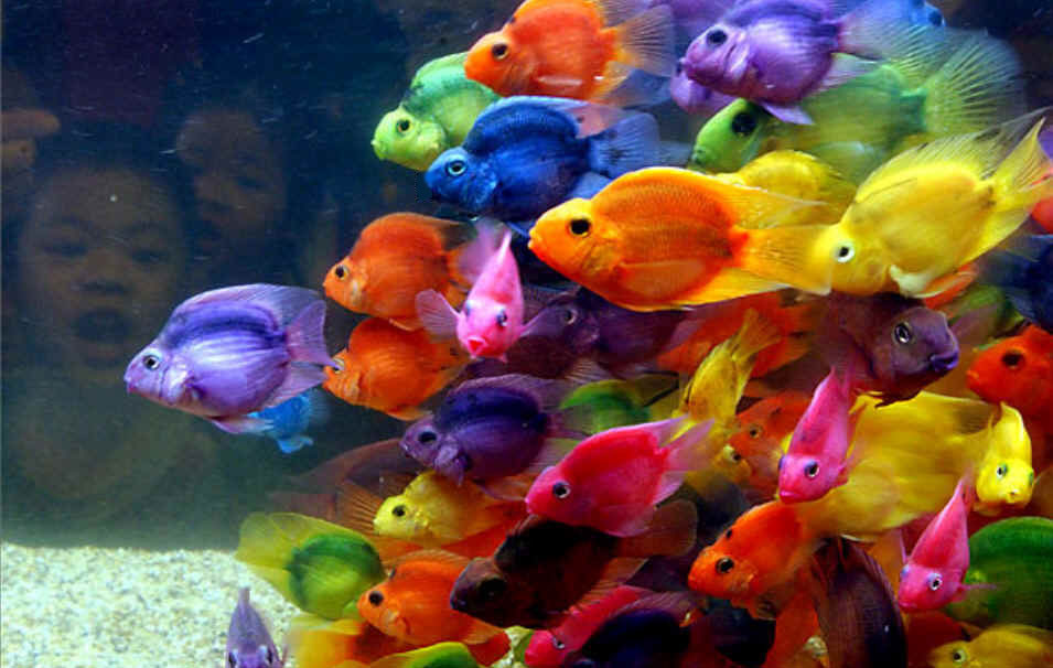 Peces de colores