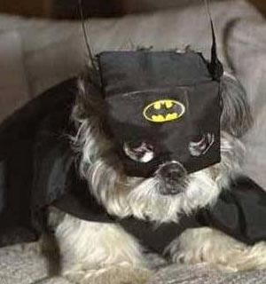 Batperro