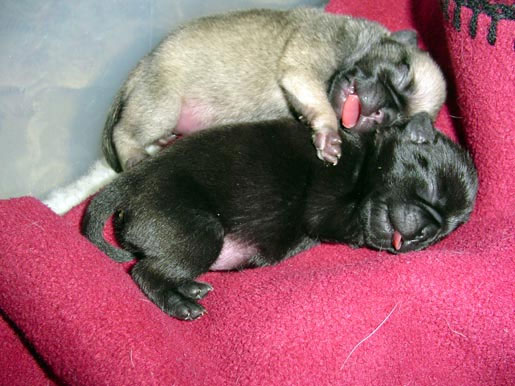 Cachorros durmiendo